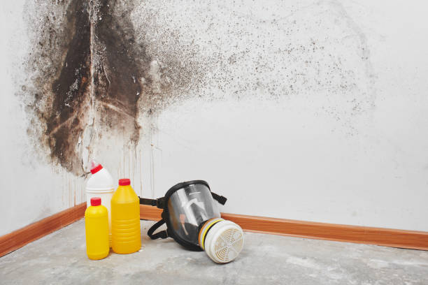 Best Mold Testing and Removal  in Stone Ridge, VA