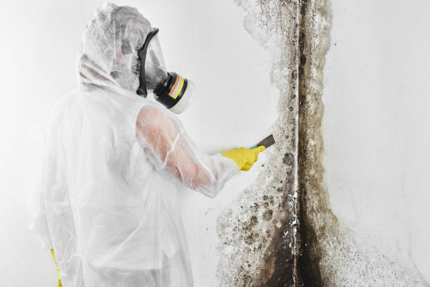 Home Mold Removal in Stone Ridge, VA