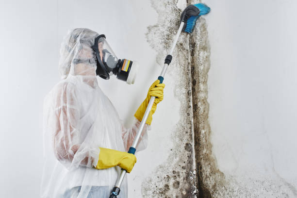 Best Mold Removal Company Near Me  in Stone Ridge, VA