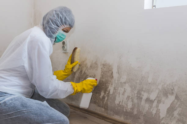Best Black Mold Removal  in Stone Ridge, VA