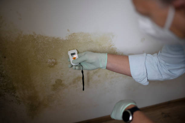 Best Mold Testing and Removal  in Stone Ridge, VA