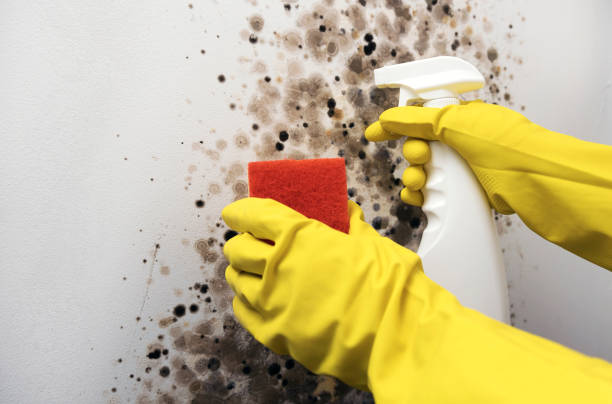Reliable Stone Ridge, VA Mold Removal Solutions
