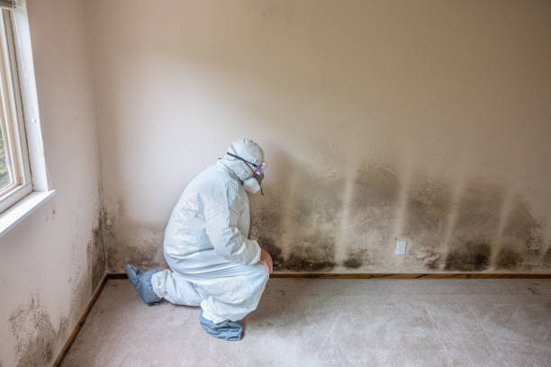 Best Mold Cleaning Services  in Stone Ridge, VA