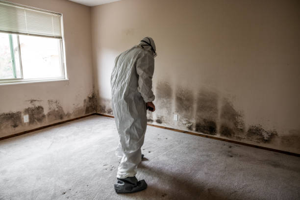 Best Mold Remediation Services  in Stone Ridge, VA