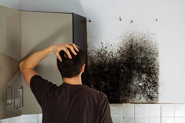 Best Professional Mold Removal  in Stone Ridge, VA