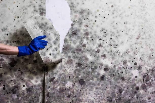 Best Certified Mold Removal  in Stone Ridge, VA