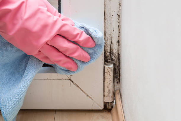 Best Mold Damage Repair  in Stone Ridge, VA