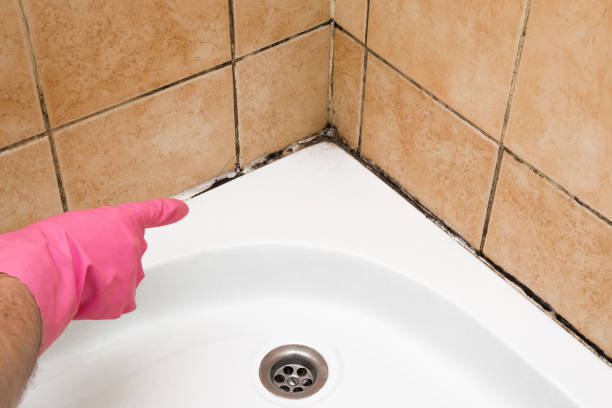 Best Home Mold Removal  in Stone Ridge, VA